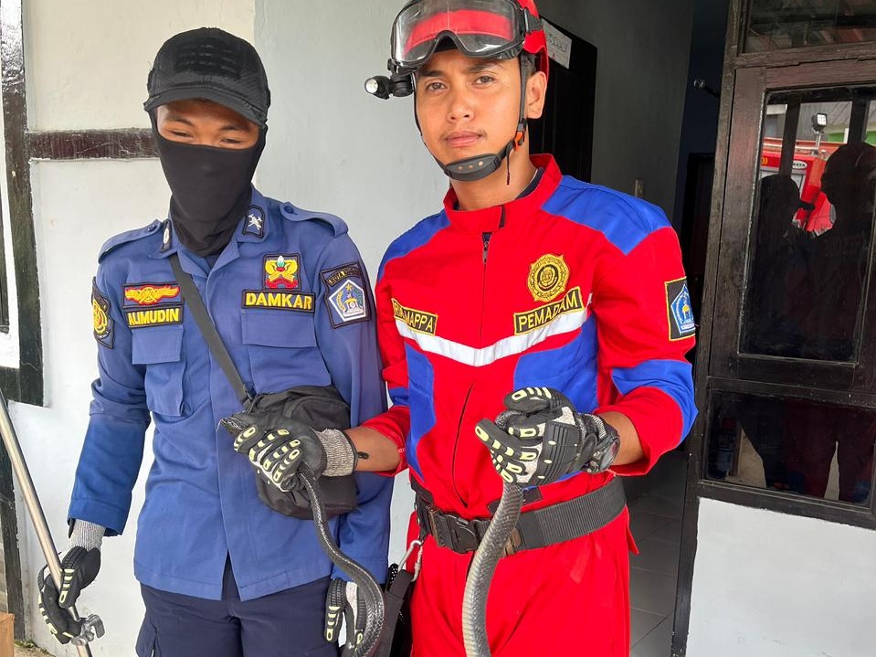 Petugas Damkarmat Kendari Evakuasi Ular dari Rumah Warga di Puwatu